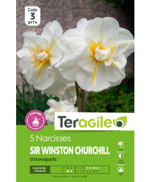 Narcisses sir w. churchill - 5 bulbes à planter de Teragile - produits pour le jardin dans Narcisse - Jonquille en bulbes