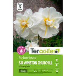 Narcisses sir w. churchill - 5 bulbes à planter de Teragile - produits pour le jardin dans Narcisse - Jonquille en bulbes