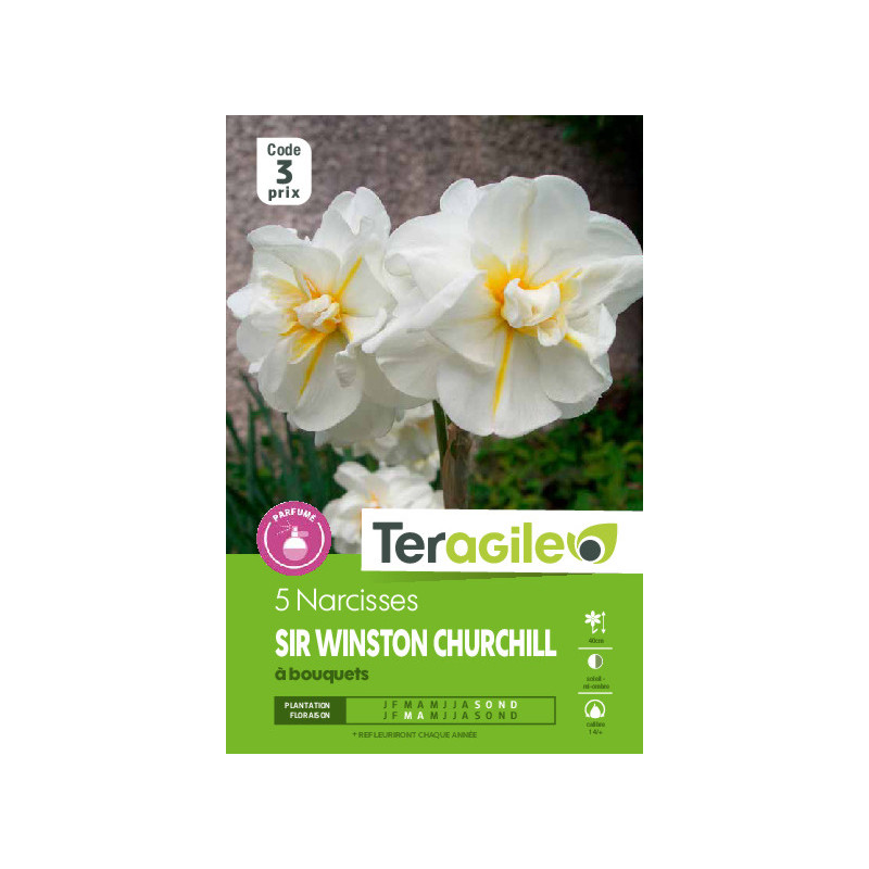 Narcisses sir w. churchill - 5 bulbes à planter de Teragile - produits pour le jardin dans Narcisse - Jonquille en bulbes