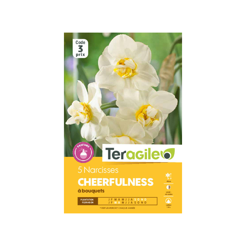 Narcisses cheerfulness - 5 bulbes à planter de Teragile - produits pour le jardin dans Narcisse - Jonquille en bulbes