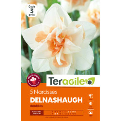 Narcisses delnashaugh - 5 bulbes à planter de Teragile - produits pour le jardin dans Narcisse - Jonquille en bulbes