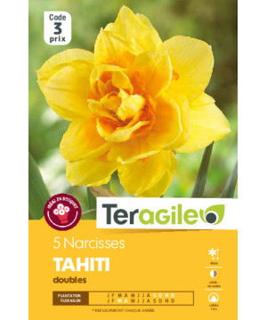 Narcisses tahiti - 5 bulbes à planter de Teragile - produits pour le jardin dans Narcisse - Jonquille en bulbes