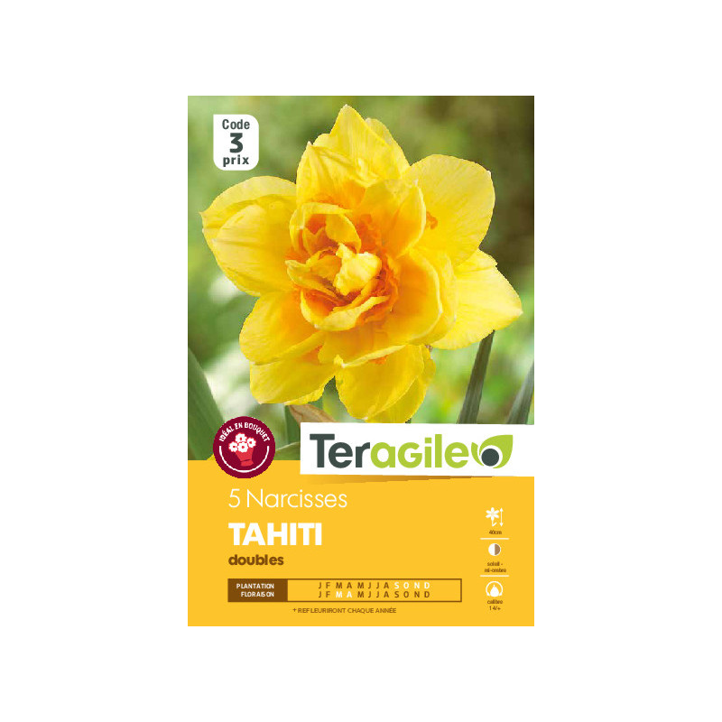 Narcisses tahiti - 5 bulbes à planter de Teragile - produits pour le jardin dans Narcisse - Jonquille en bulbes
