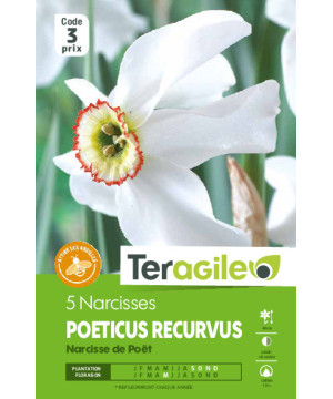 Narcisses poeticus recurvus - 5 bulbes à planter de Teragile - produits pour le jardin dans Narcisse - Jonquille en bulbes