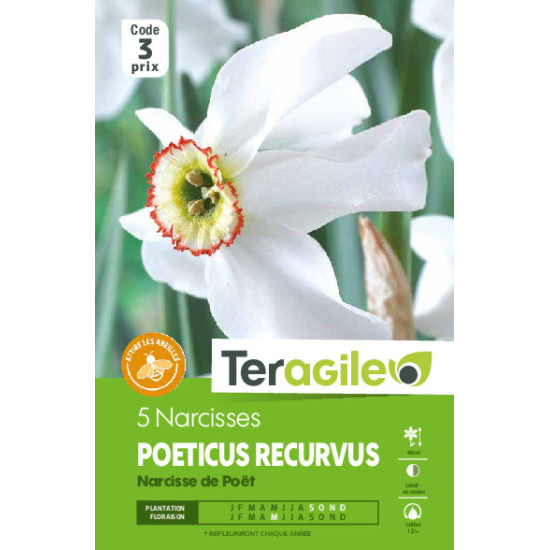Narcisses poeticus recurvus - 5 bulbes à planter de Teragile - produits pour le jardin dans Narcisse - Jonquille en bulbes