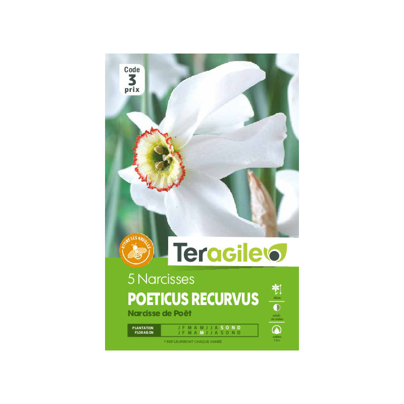 Narcisses poeticus recurvus - 5 bulbes à planter de Teragile - produits pour le jardin dans Narcisse - Jonquille en bulbes