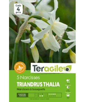 Narcisses triandrus thalia - 5 bulbes à planter de Teragile - produits pour le jardin dans Narcisse - Jonquille en bulbes