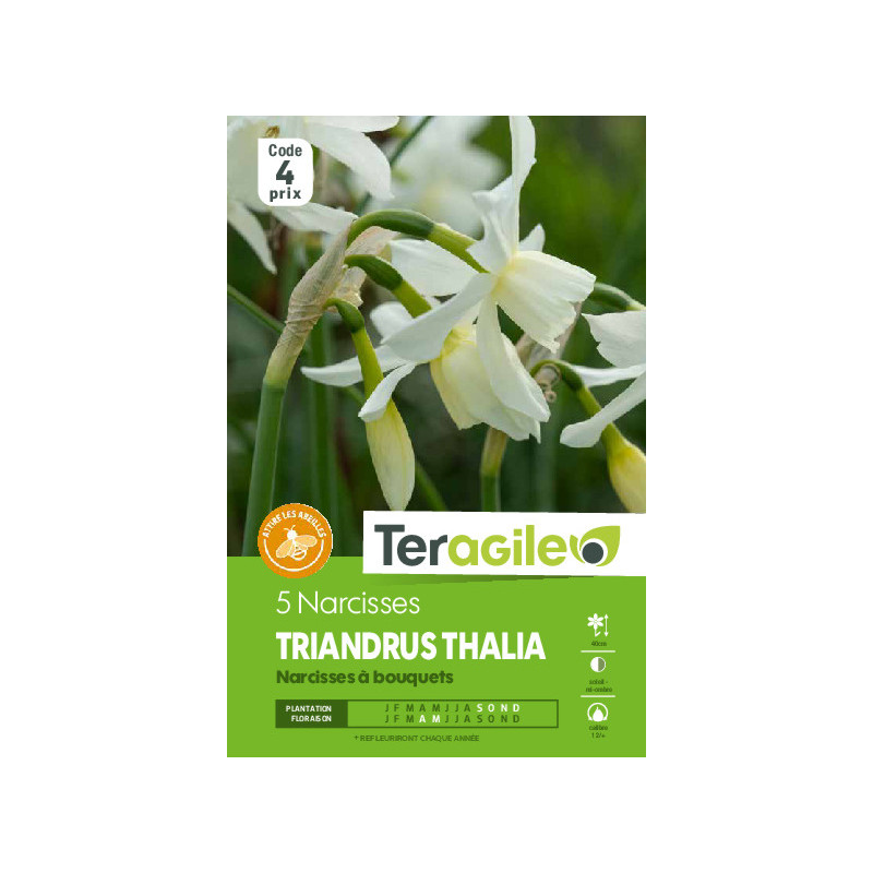 Narcisses triandrus thalia - 5 bulbes à planter de Teragile - produits pour le jardin dans Narcisse - Jonquille en bulbes