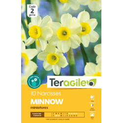 Narcisses minnow - 10 bulbes à planter de Teragile - produits pour le jardin dans Narcisse - Jonquille en bulbes