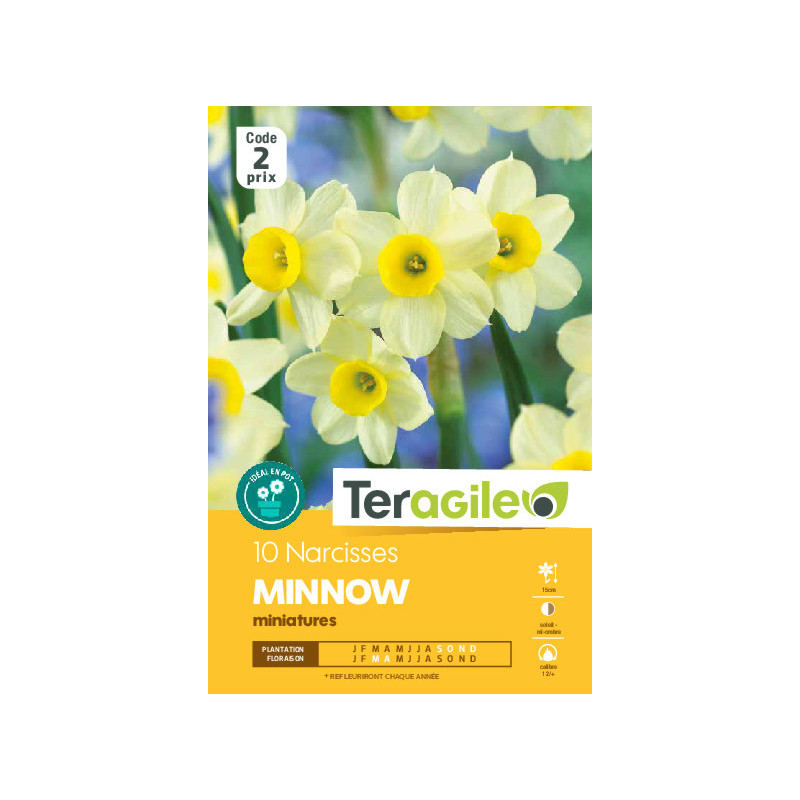 Narcisses minnow - 10 bulbes à planter de Teragile - produits pour le jardin dans Narcisse - Jonquille en bulbes