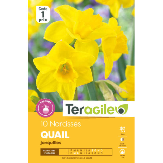 Narcisses jonquilles quail - 10 bulbes à planter de Teragile - produits pour le jardin dans Narcisse - Jonquille en bulbes