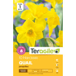 Narcisses jonquilles quail - 10 bulbes à planter de Teragile - produits pour le jardin dans Narcisse - Jonquille en bulbes