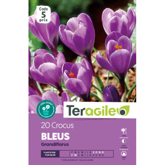 Crocus vernus bleus - 20 bulbes à planter de Teragile - produits pour le jardin dans Crocus en bulbes