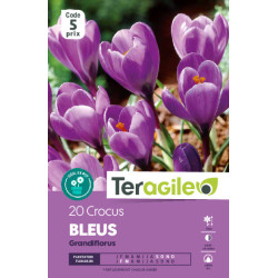 Crocus vernus bleus - 20 bulbes à planter de Teragile - produits pour le jardin dans Crocus en bulbes