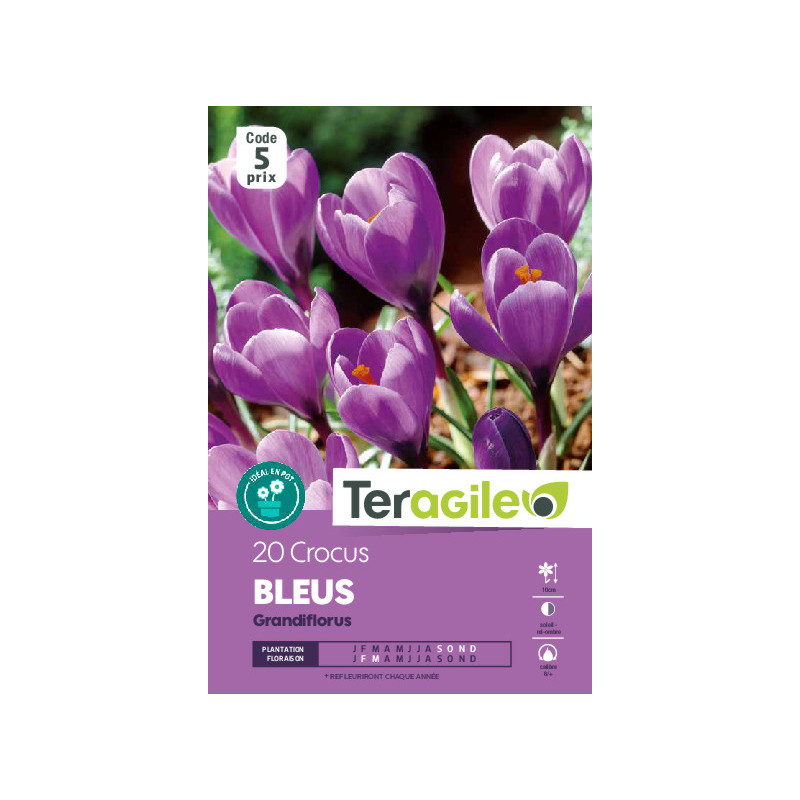 Crocus vernus bleus - 20 bulbes à planter de Teragile - produits pour le jardin dans Crocus en bulbes