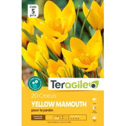 Crocus yellow mamouth - 20 bulbes à planter de Teragile - produits pour le jardin dans Crocus en bulbes