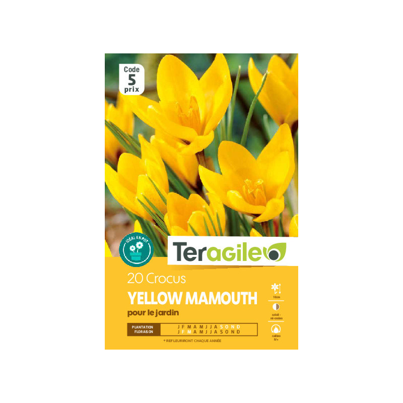 Crocus yellow mamouth - 20 bulbes à planter de Teragile - produits pour le jardin dans Crocus en bulbes
