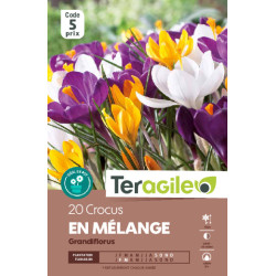 Crocus grandiflorus en melange - 20 bulbes à pla de Teragile - produits pour le jardin dans Crocus en bulbes