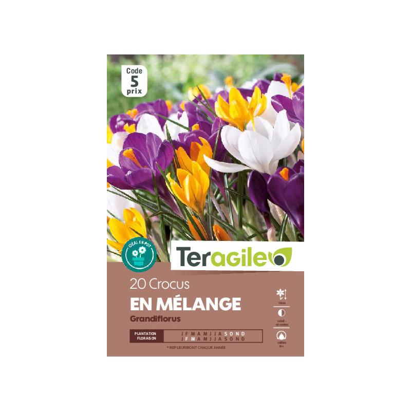 Crocus grandiflorus en melange - 20 bulbes à pla de Teragile - produits pour le jardin dans Crocus en bulbes