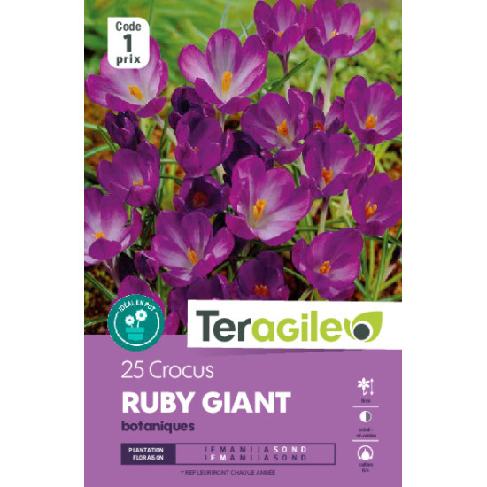 Crocus bot.tom. ruby giant - 25 bulbes à planter de Teragile - produits pour le jardin dans Crocus en bulbes
