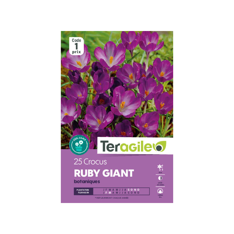Crocus bot.tom. ruby giant - 25 bulbes à planter de Teragile - produits pour le jardin dans Crocus en bulbes