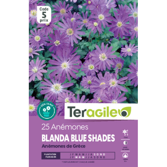 Anemones blanda blue shades - 25 bulbes à plante de Teragile - produits pour le jardin dans Anémone en bulbes