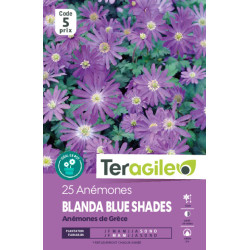 Anemones blanda blue shades - 25 bulbes à plante de Teragile - produits pour le jardin dans Anémone en bulbes