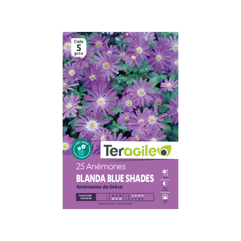 Anemones blanda blue shades - 25 bulbes à plante de Teragile - produits pour le jardin dans Anémone en bulbes