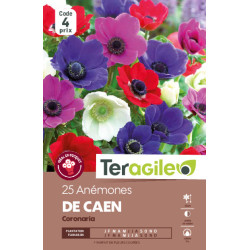 Anemones de caen - 25 bulbes à planter de Teragile - produits pour le jardin dans Anémone en bulbes