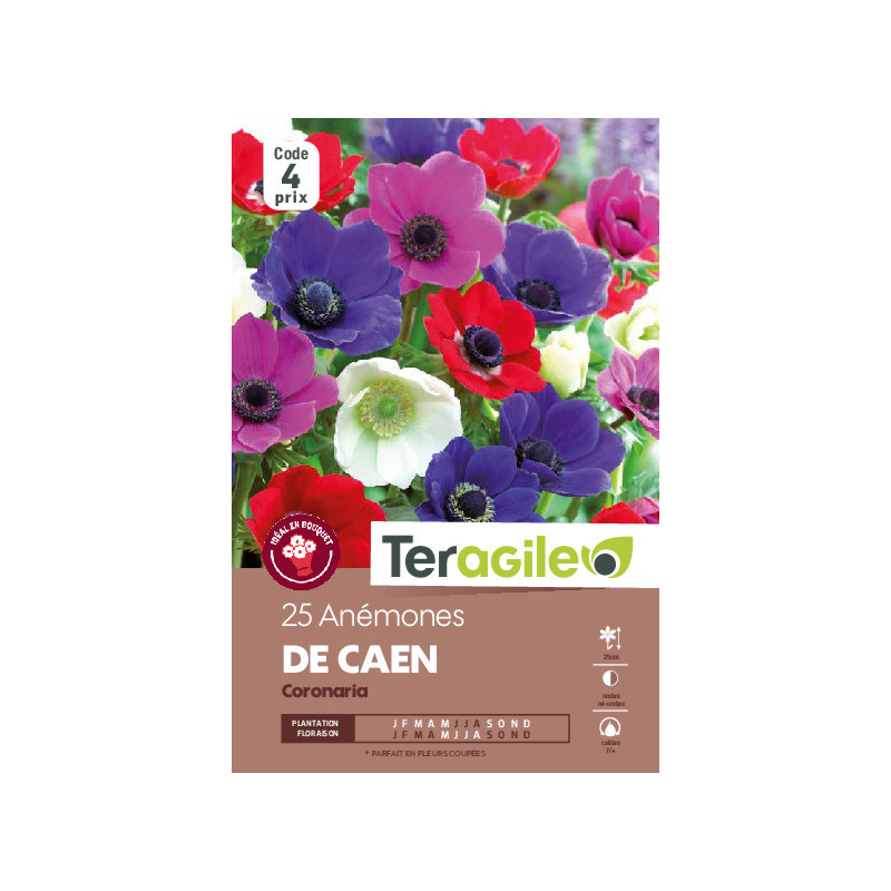 Anemones de caen - 25 bulbes à planter de Teragile - produits pour le jardin dans Anémone en bulbes