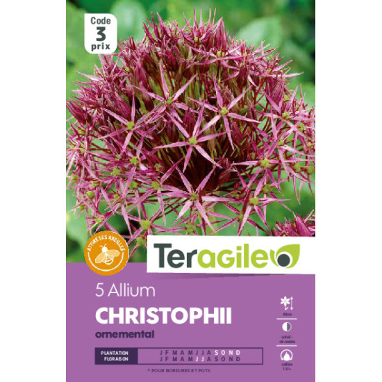 Allium albopilosum - 5 bulbes à planter de Teragile - produits pour le jardin dans Allium en bulbes