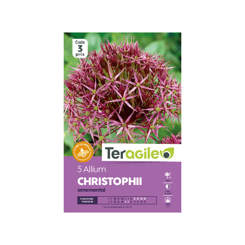 Allium albopilosum - 5 bulbes à planter de Teragile - produits pour le jardin dans Allium en bulbes