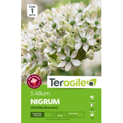 Allium nigrum - 5 bulbes à planter de Teragile - produits pour le jardin dans Allium en bulbes