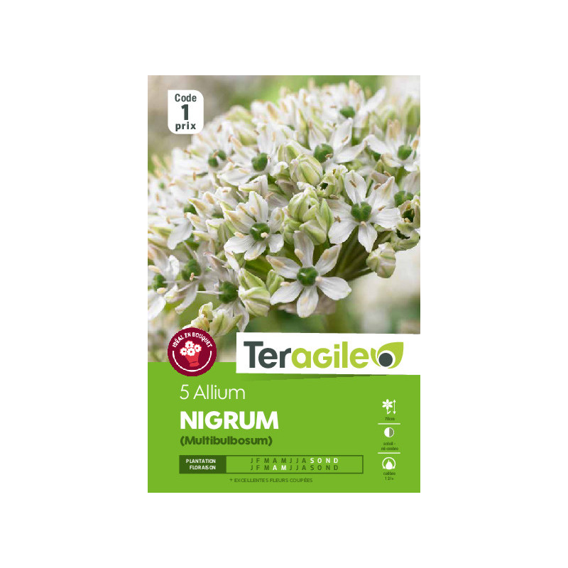 Allium nigrum - 5 bulbes à planter de Teragile - produits pour le jardin dans Allium en bulbes
