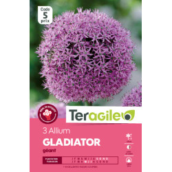Allium gladiator - 3 bulbes à planter de Teragile - produits pour le jardin dans Allium en bulbes
