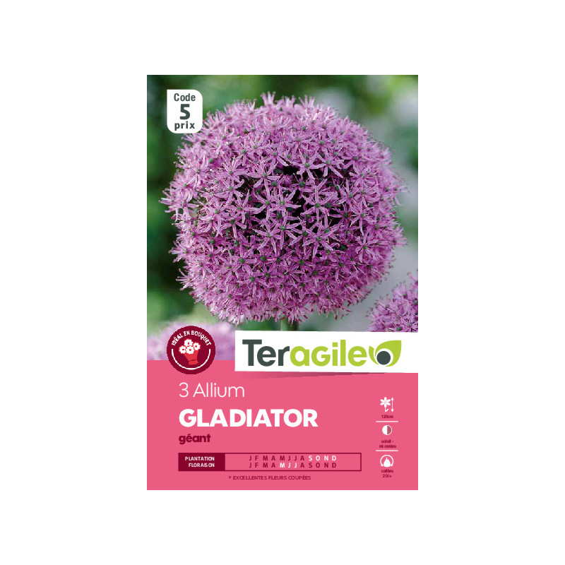 Allium gladiator - 3 bulbes à planter de Teragile - produits pour le jardin dans Allium en bulbes