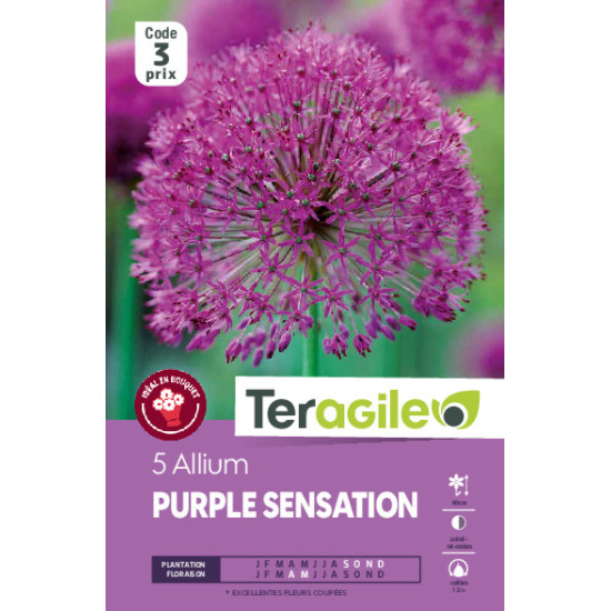 Allium purple sensation - 5 bulbes à planter de Teragile - produits pour le jardin dans Allium en bulbes