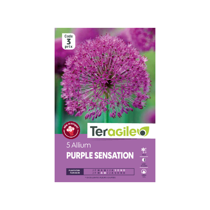 Allium purple sensation - 5 bulbes à planter de Teragile - produits pour le jardin dans Allium en bulbes
