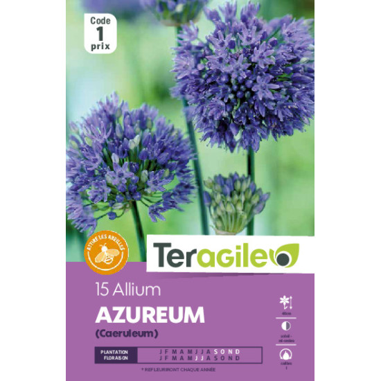 Allium caeruleum (azureum) - 15 bulbes à planter de Teragile - produits pour le jardin dans Allium en bulbes