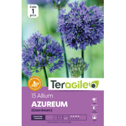 Allium caeruleum (azureum) - 15 bulbes à planter de Teragile - produits pour le jardin dans Allium en bulbes