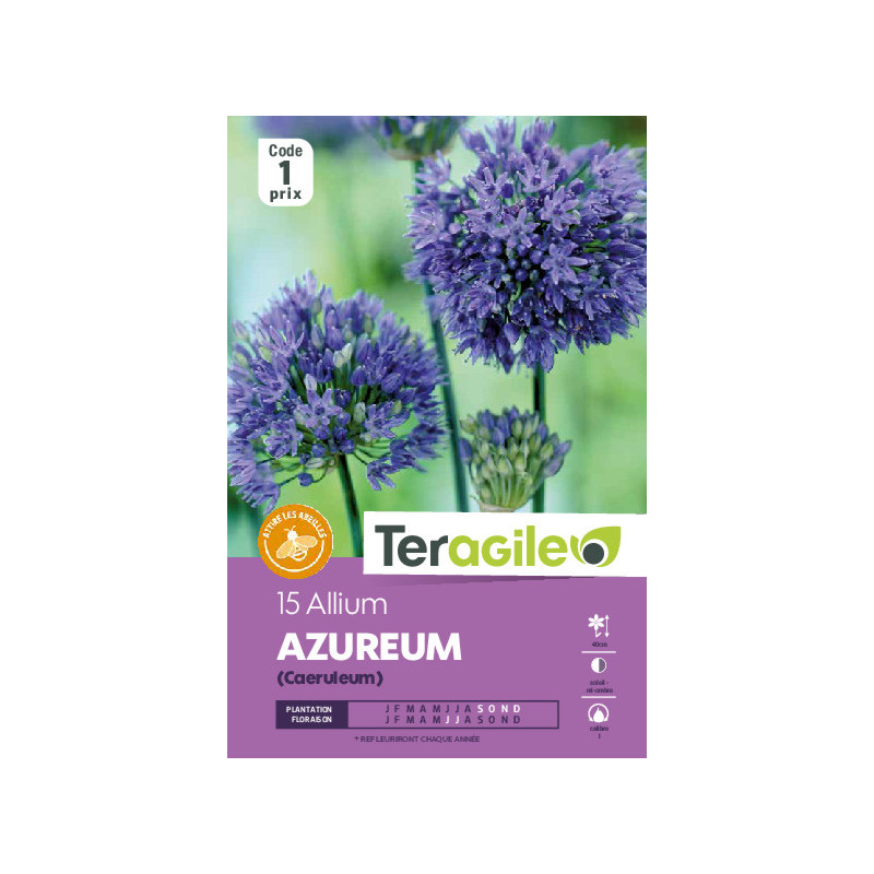 Allium caeruleum (azureum) - 15 bulbes à planter de Teragile - produits pour le jardin dans Allium en bulbes