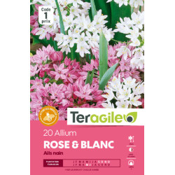 Allium rose et blanc - 25 bulbes à planter de Teragile - produits pour le jardin dans Allium en bulbes
