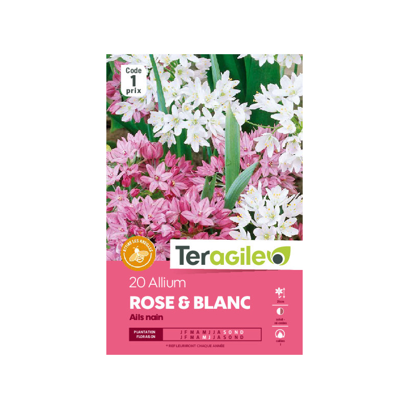 Allium rose et blanc - 25 bulbes à planter de Teragile - produits pour le jardin dans Allium en bulbes