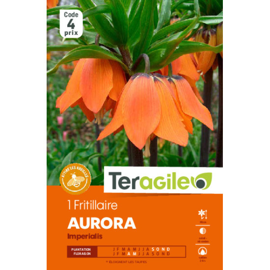 Fritillaria imperialis aurora - 1 bulbes à plant de Teragile - produits pour le jardin dans Fritillaire en bulbes