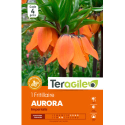 Fritillaria imperialis aurora - 1 bulbes à plant de Teragile - produits pour le jardin dans Fritillaire en bulbes