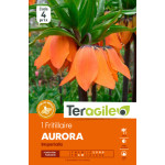 Fritillaria imperialis aurora - 1 bulbes à plant de Teragile - produits pour le jardin dans Fritillaire en bulbes