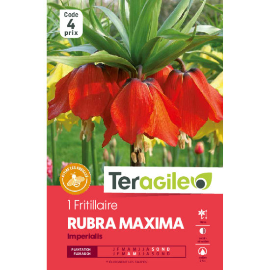 Fritillaria imperialis rubra - 1 bulbes à plante de Teragile - produits pour le jardin dans Fritillaire en bulbes