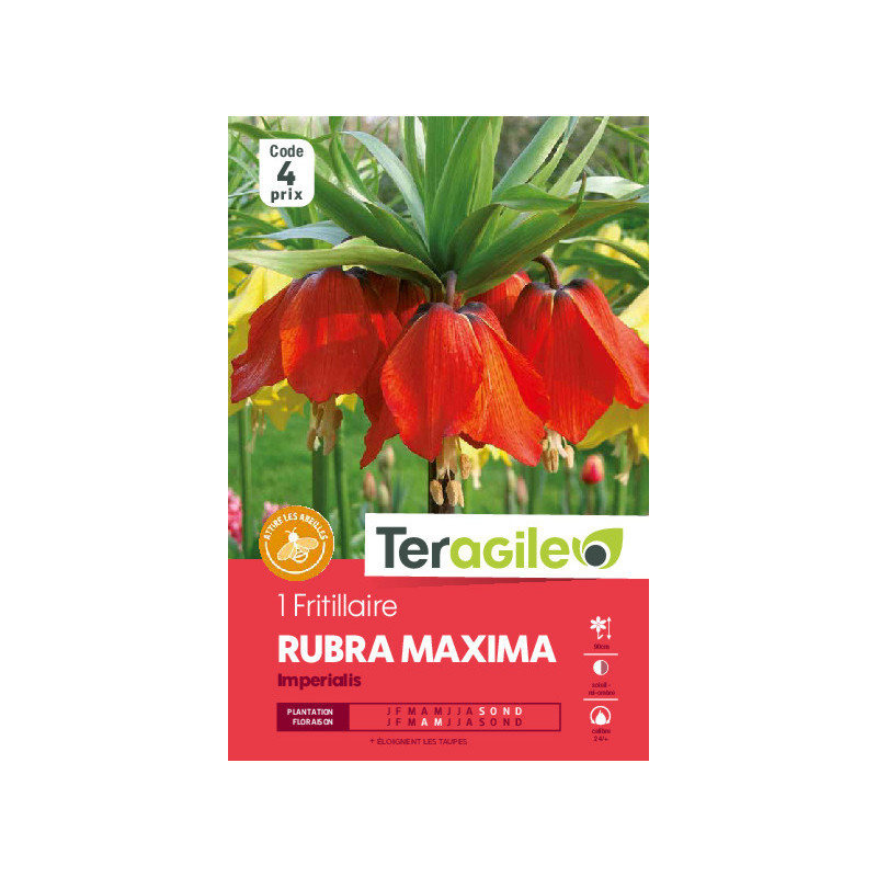 Fritillaria imperialis rubra - 1 bulbes à plante de Teragile - produits pour le jardin dans Fritillaire en bulbes