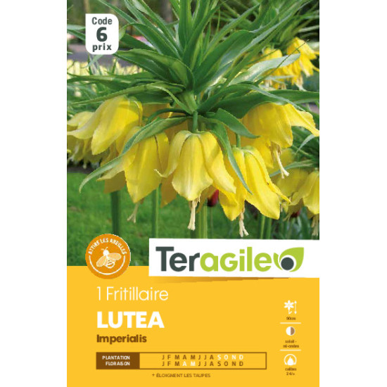 Fritillaria imperialis lutea - 1 bulbes à plante de Teragile - produits pour le jardin dans Fritillaire en bulbes