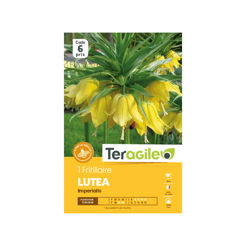 Fritillaria imperialis lutea - 1 bulbes à plante de Teragile - produits pour le jardin dans Fritillaire en bulbes